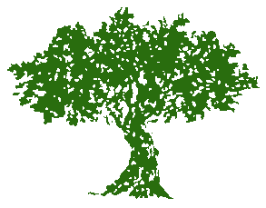 Baumhoroskop Olivenbaum, Olivenbaum-Geborene, Druidenhoroskop, Keltischer Baumkalender
