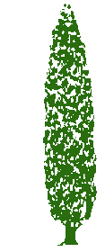 zypresse